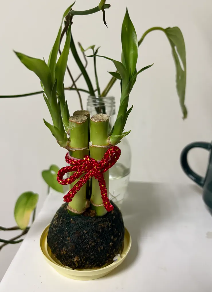 花市買的開運竹-老闆人很好喔!