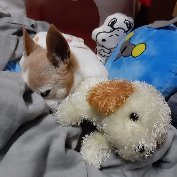 嘟與牠的狗朋友