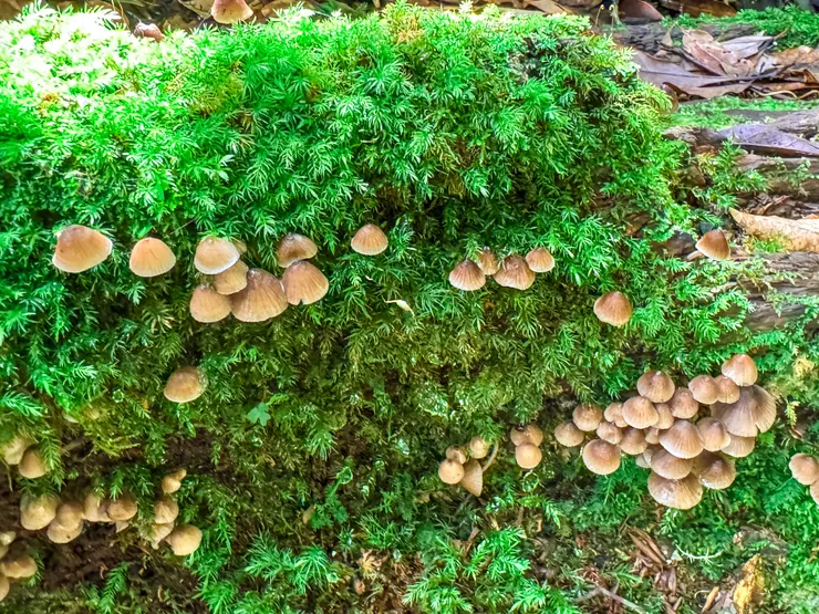 是香菇family~~~~大家好啊～～～👋