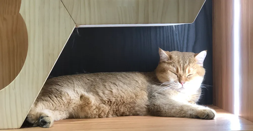 瑠域的幻想沙龍