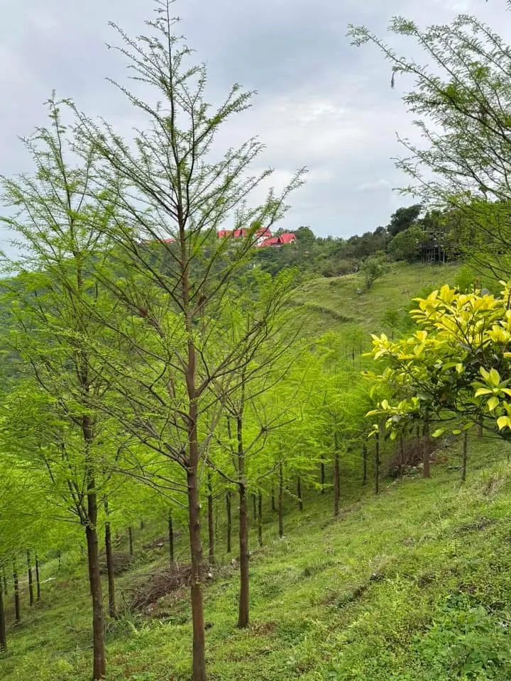 看得到的紅屋頂就是香格里拉，退房後，我們去它的後山健行還有盪鞦韆