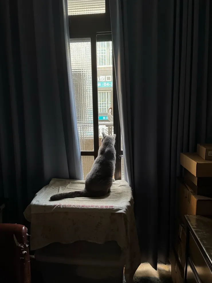 肥肥說祂現在處在開幕與謝幕之間(肥肥主人提供)