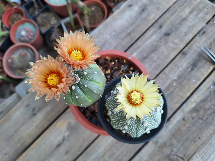 2025年2月21日拍攝