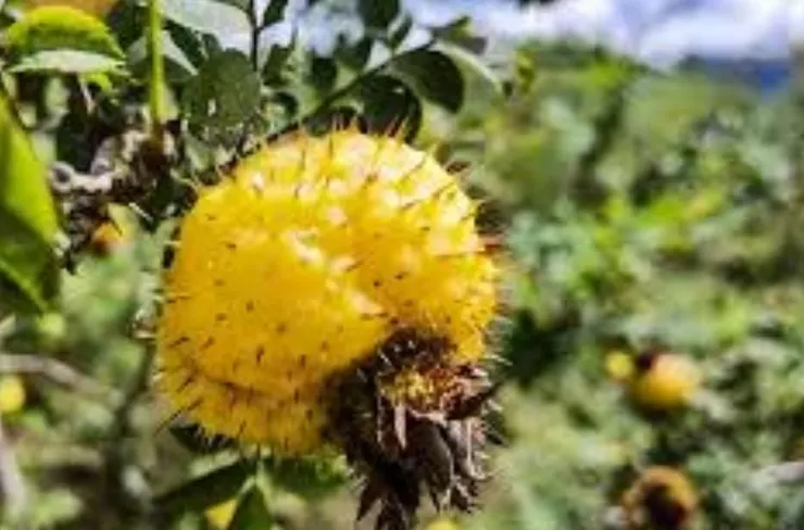 刺梨(Rosa roxburghii)