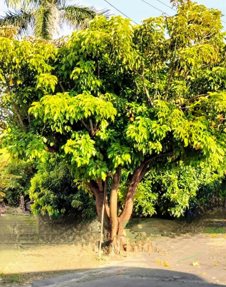   ( 圖 : 自拍攝  )