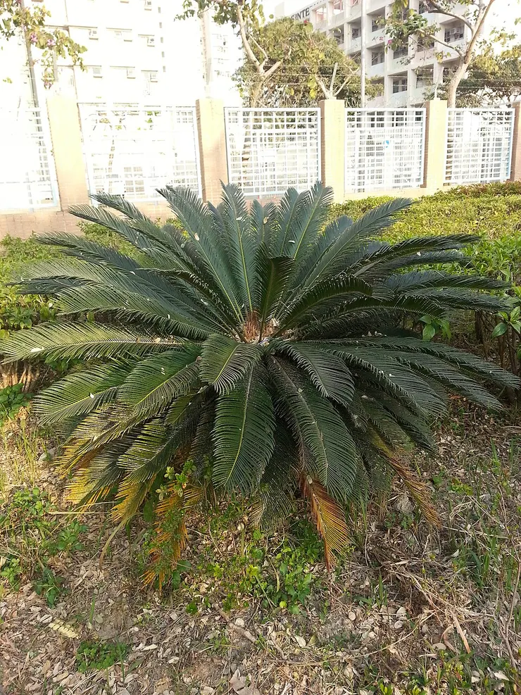 蘇鐵。由 Pc1878 - 自己的作品, CC BY-SA 3.0