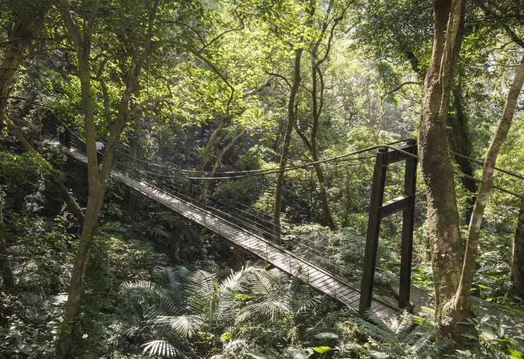 新北三峽.三峽景點.大板根原始森林區