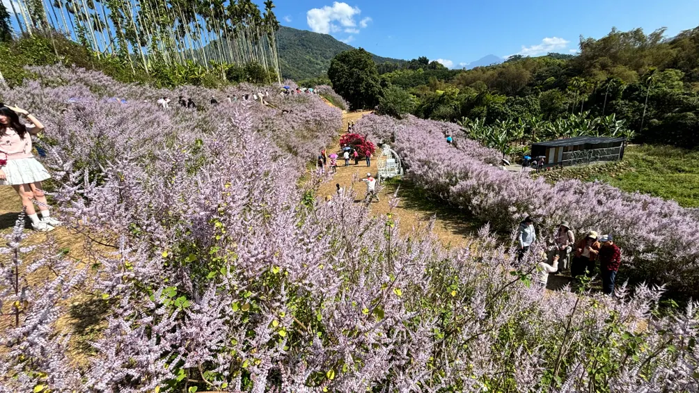 女巫的魔法日記