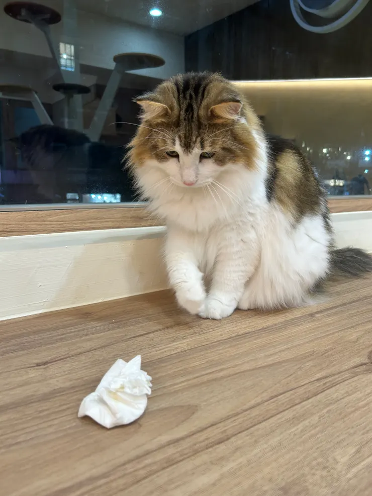 盯著衛生紙的傲嬌貓