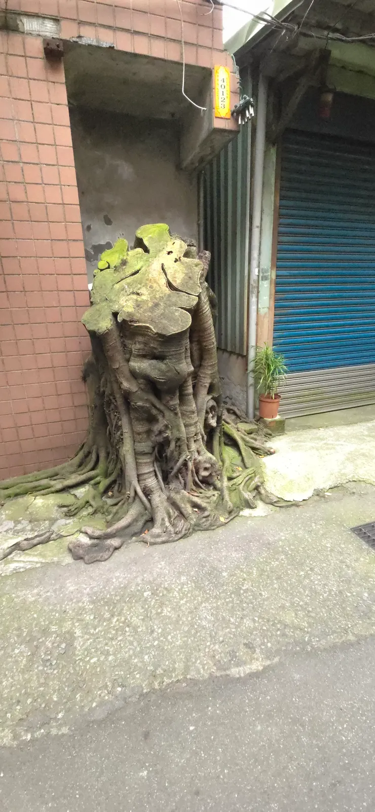 一百年後，我還會再長回來！