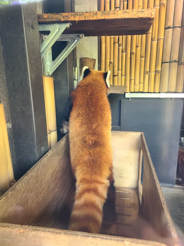 上野動物園貓熊