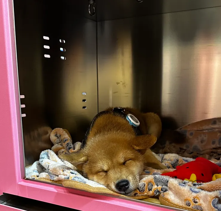 看起來很好睡的寵物籠