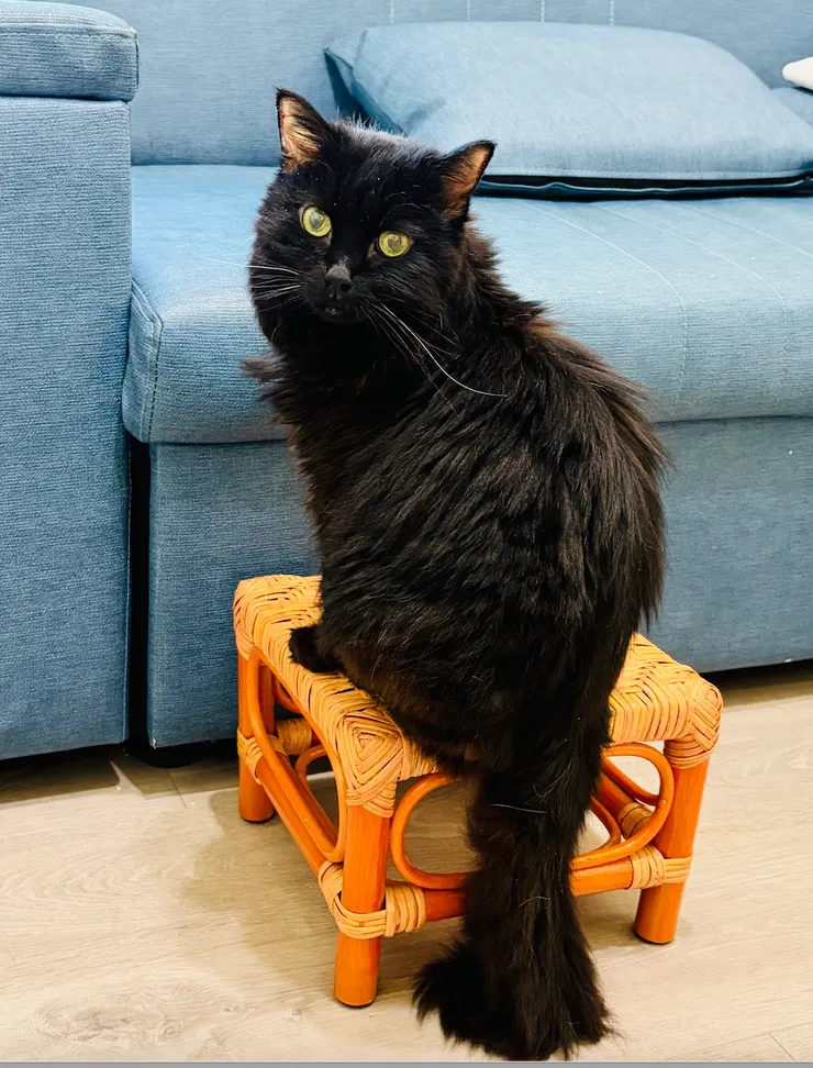 黑黑的後腿已逐漸無力中，為了避免發生意外，所以放了張小竹椅當作階梯，讓他方便上下沙發椅。