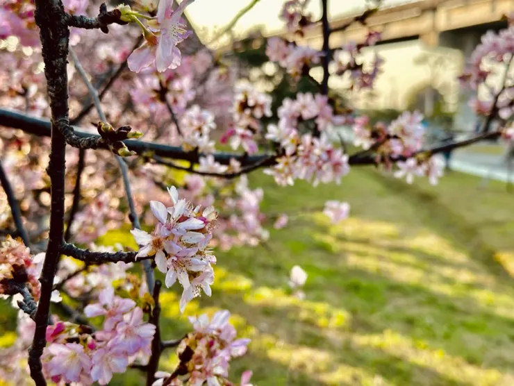 搭配夕陽拍更美