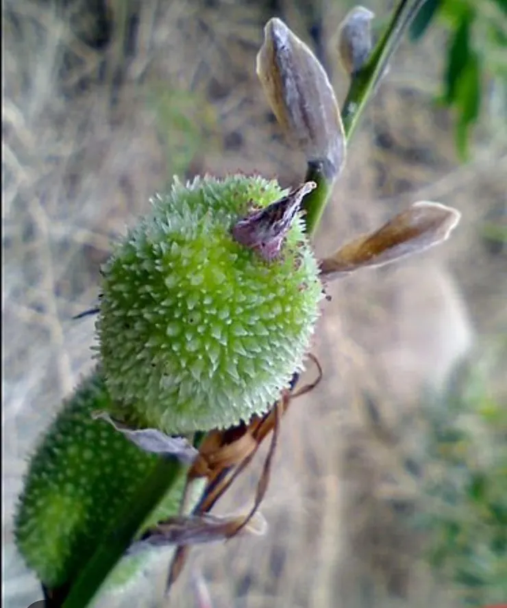 美人蕉(Canna indica)