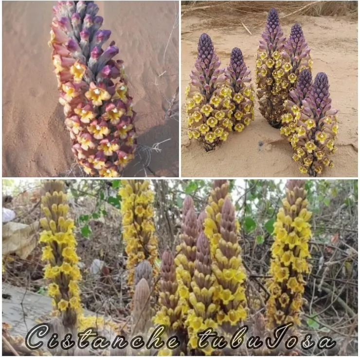 管花肉蓯蓉（Cistanche tubulosa）