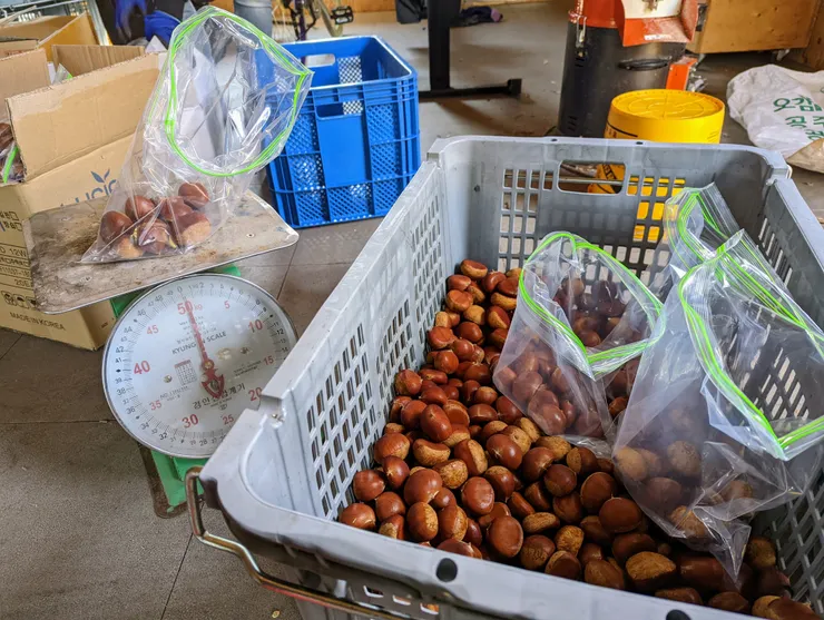 準備出貨的栗子們