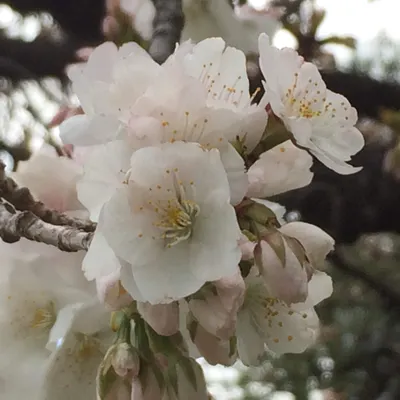 Yuki Cheung的沙龍