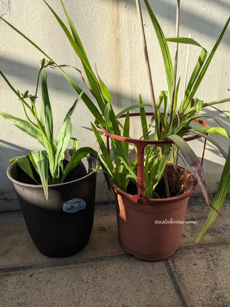  一般小蒼蘭（右）與盆花品種小蒼蘭（左）葉莖的差別