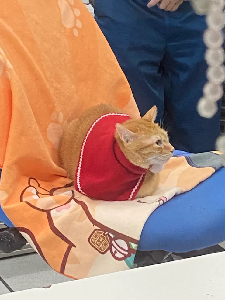 蜜柑站長上班囉!