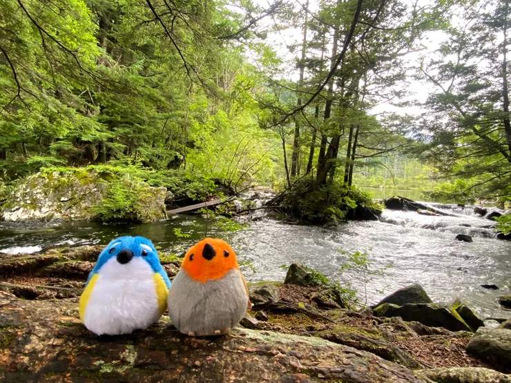 在上高地遊客服務中心買了紀念品，是中部山岳國家公園會出現的鳥（日本歌鴝及藍尾鴝），它們陪我們完成這一趟路程，就在明神池後方的溪流給它們個鏡頭吧！今後它們也會陪伴著我們完成接下來的旅程