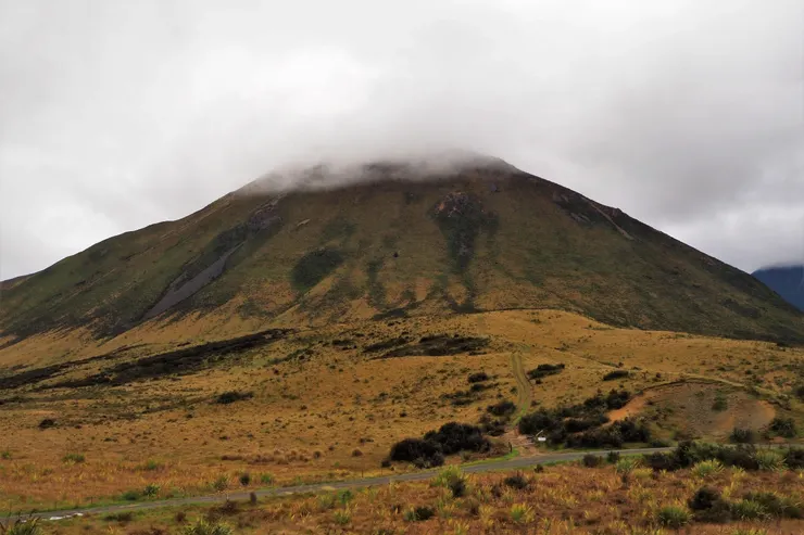 黃花是外來種,有害原生植物