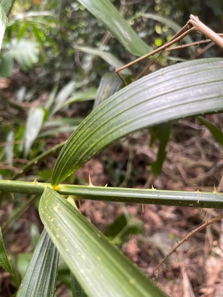 台灣黃藤的倒刺