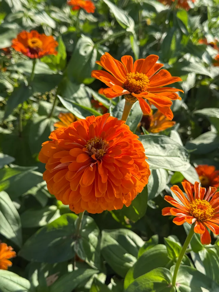 2026/04/26 紅色的花