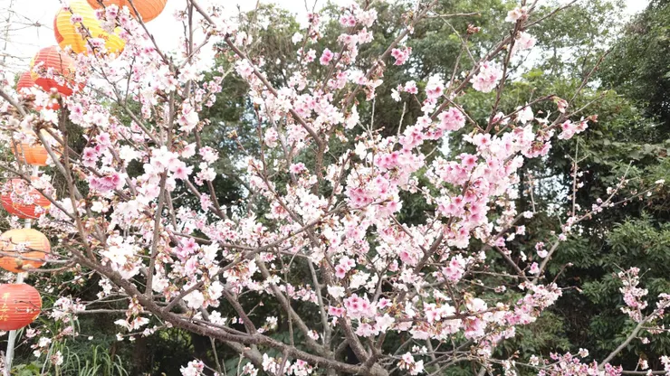 安國寺信徒師姐提供