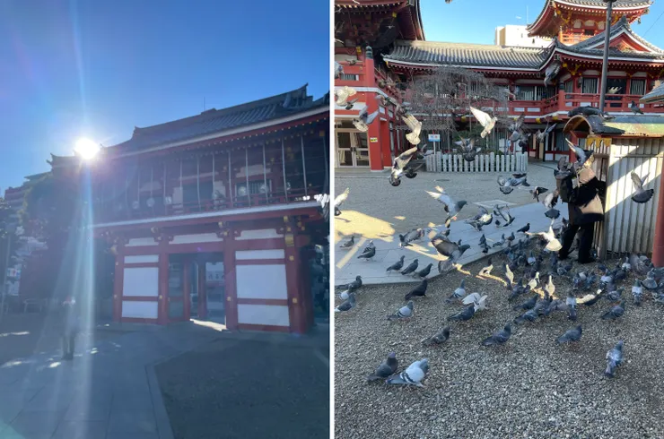 只要看到有人去開誠實商店,大量鴿子就會撲向那個人