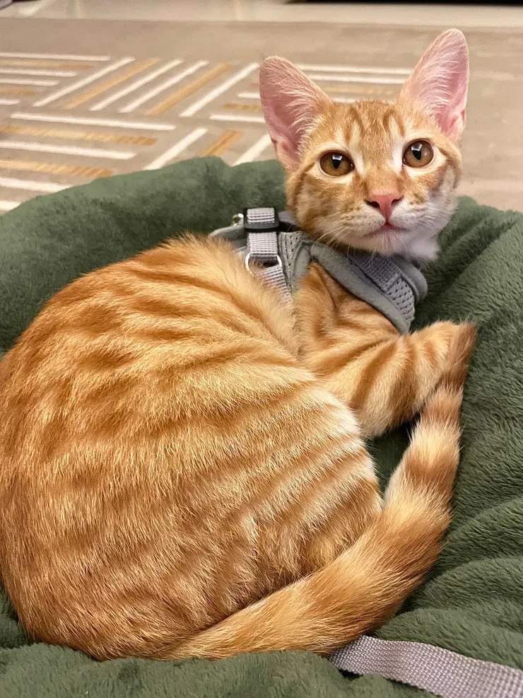 躺在貓窩裡休息的小巴