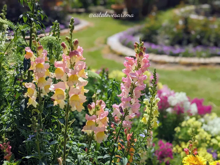 同樣吐露著芬芳的金魚草
