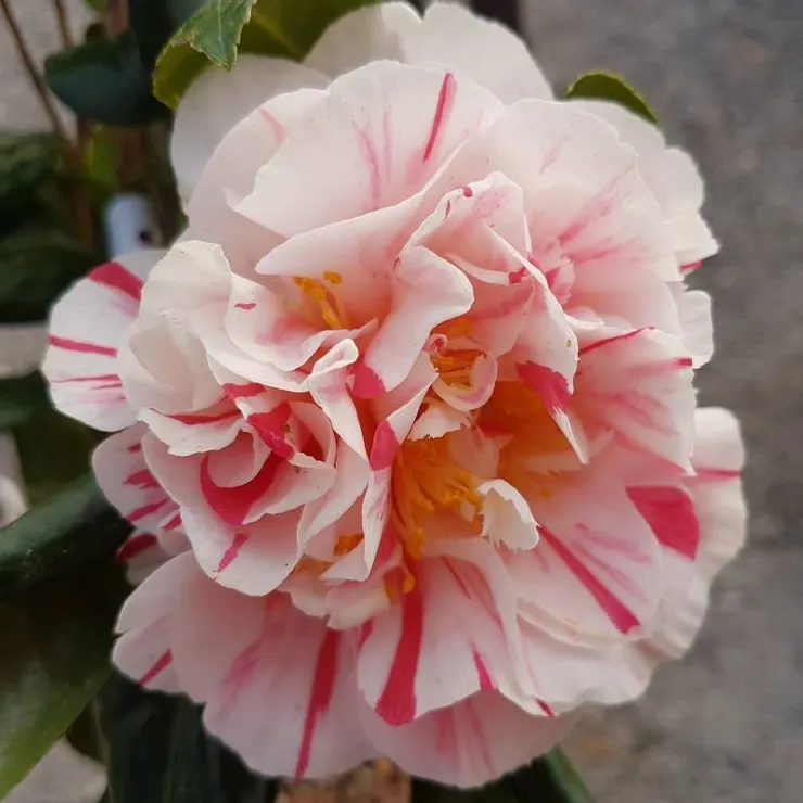茶花(Camellia japonica)