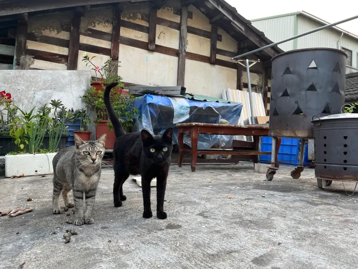 嘉義民雄的討食物雙貓