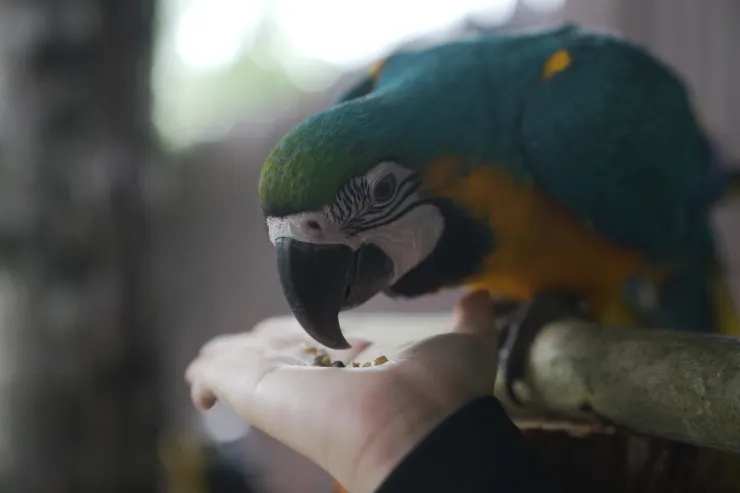 旅客可與金剛鸚鵡餵食互動。(攝影/曾耀玄)