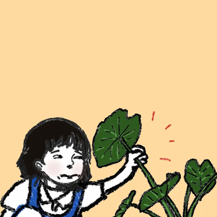 大大片，綠油油的野生芋頭葉子。