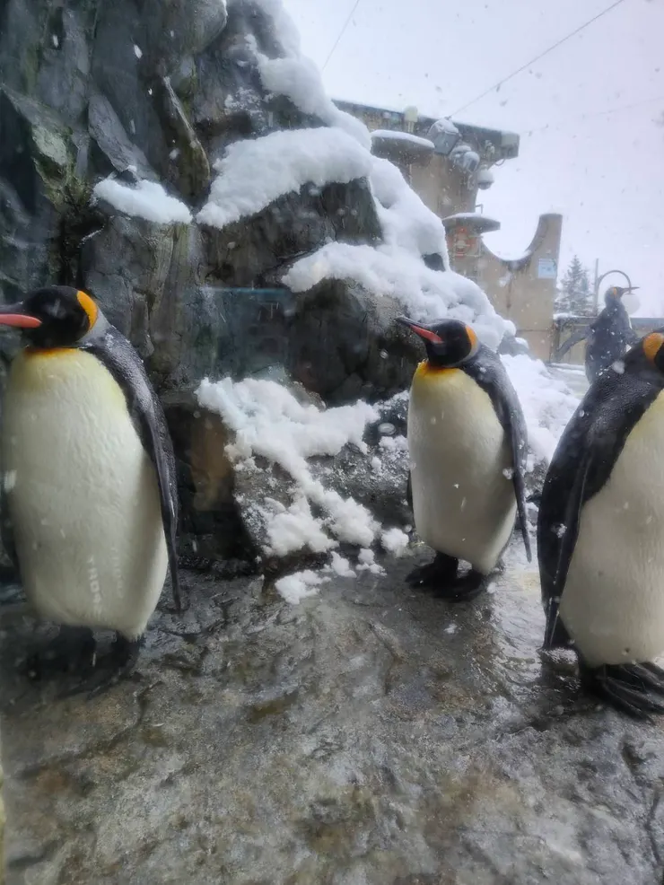 企鵝們舒服在室外
