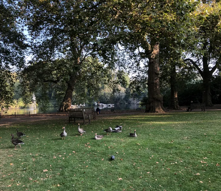 草坪處處可見wildfowl（野禽）