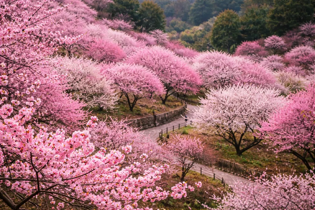 字渡｜書頁落定，餘聲未歇