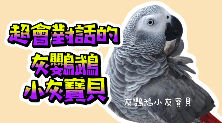 圖片來源：YouTube 灰鸚鵡小灰寶貝
