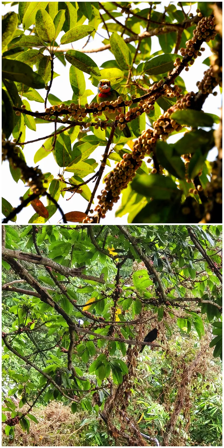 【雀榕結實纍纍眾鳥餐敘忘情歡唱】