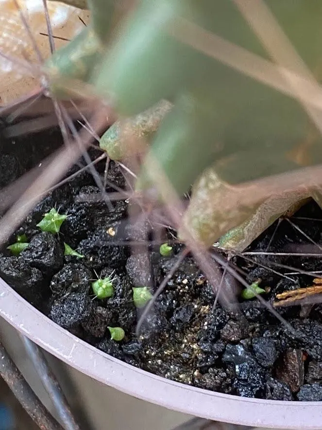 掉在地上的一群小寶寶們