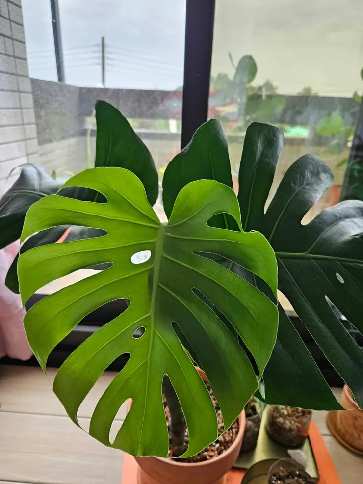 龜背芋