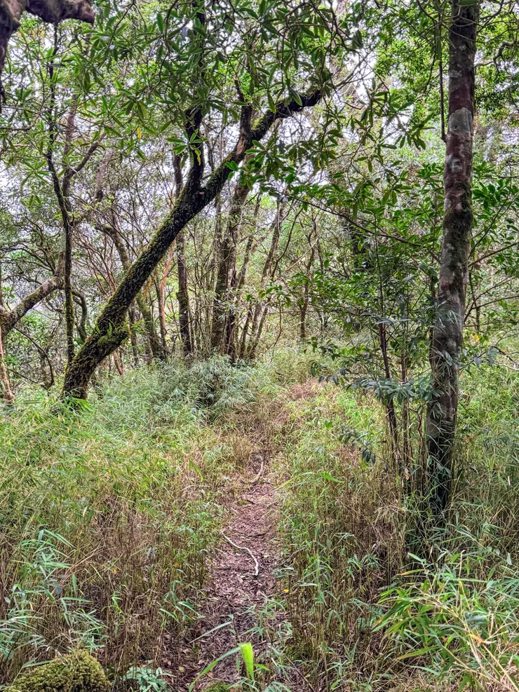後面的路徑又更原始了，手機離線地圖開始亂飄移。