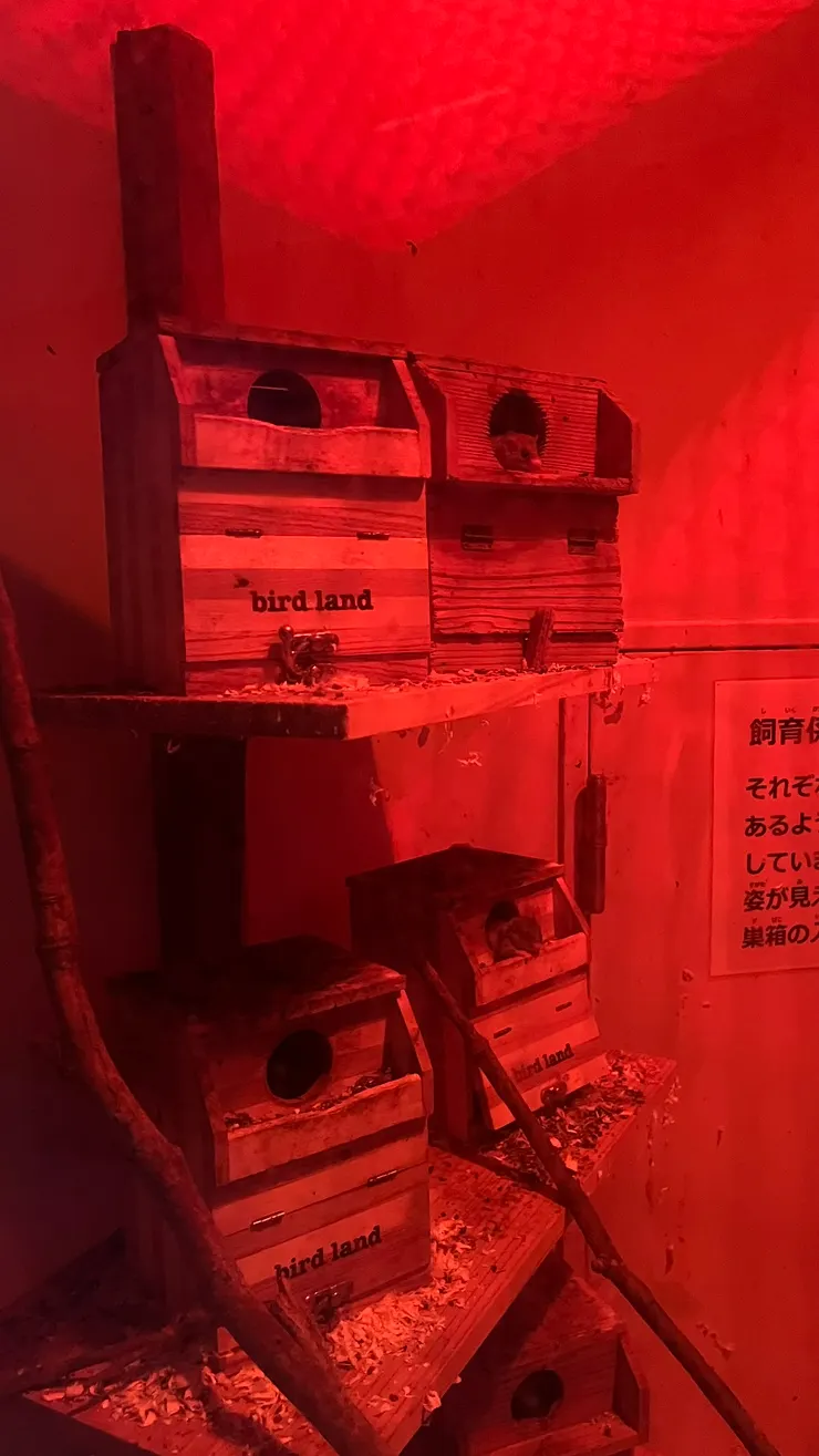 暗暗的光線才符合他們生活的環境。