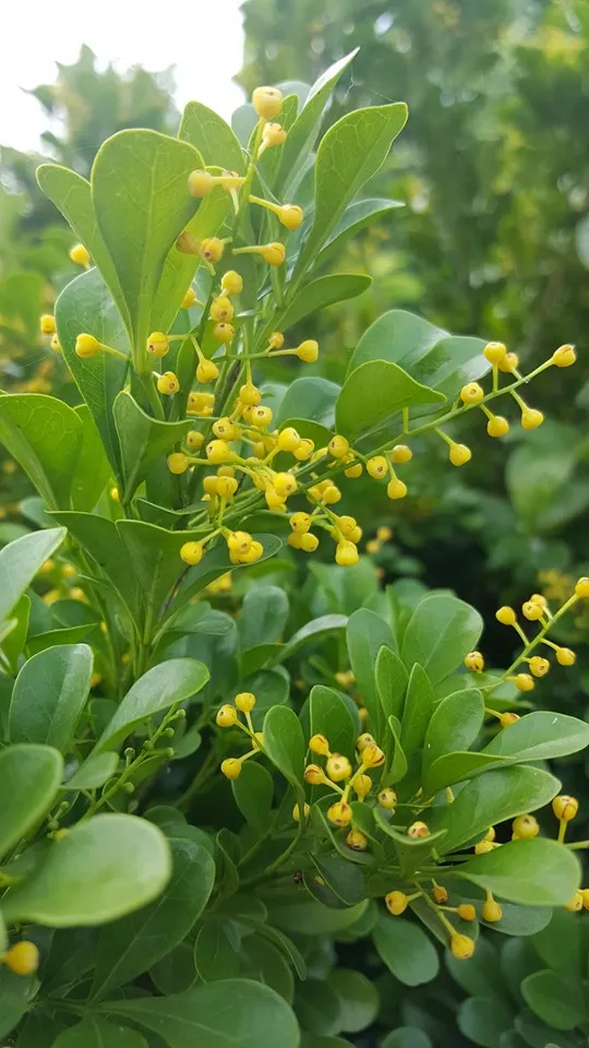 樹蘭的花與花苞,差別只在中間孔洞的有無。
