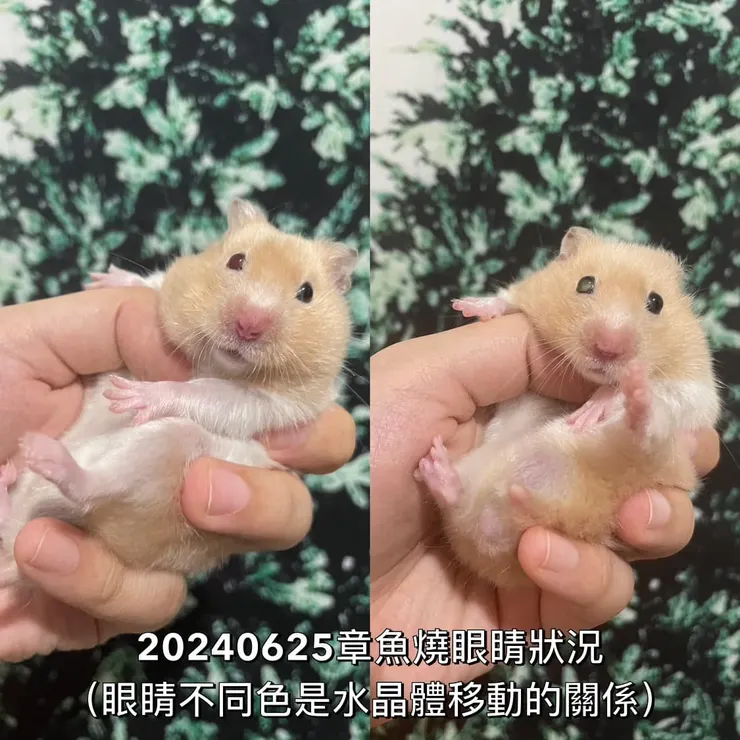 我是無辜又可愛的章魚燒