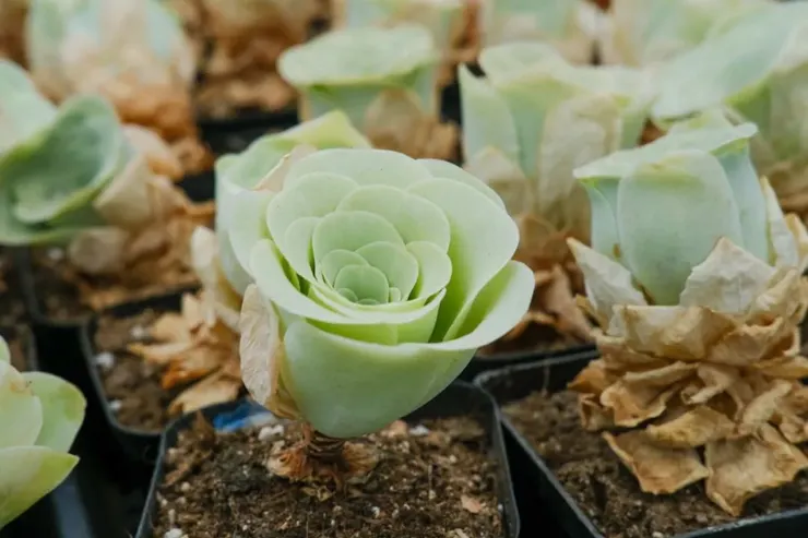 山地玫瑰Aeonium aureum
