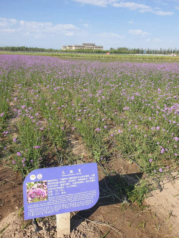 除了紫色薰衣草,這裡也有紫色的馬鞭草花田,顏色更為鮮艷