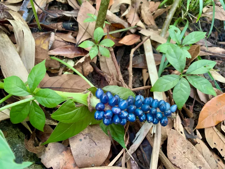 台灣魔芋；攝於台南南化風空子山，北迴歸線或阿里山以南的中央山脈西南側，集中於臺南、高雄及屏東的低山地區http://kplant.biodiv.tw/台灣魔芋/台灣魔芋.htm